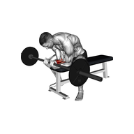 What is a Seated Barbell Wrist Curl? 