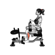 What is a Seated Calf Raise? 