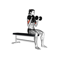 What Is the Seated Dumbbell Curl