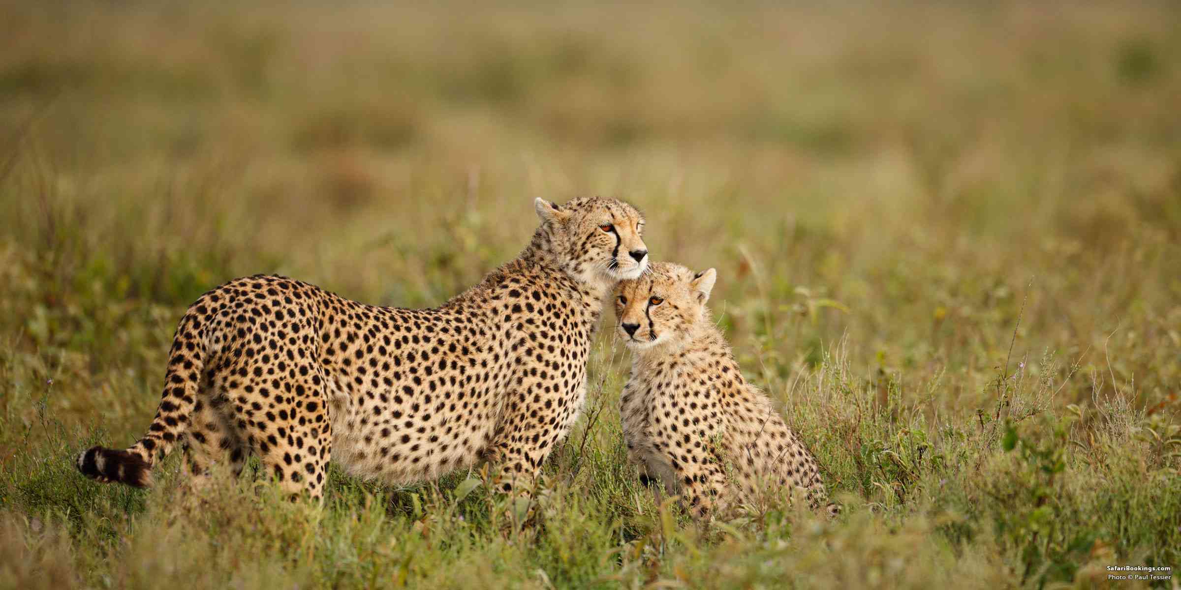 Best Safari Parks and Destinations | Flightlink