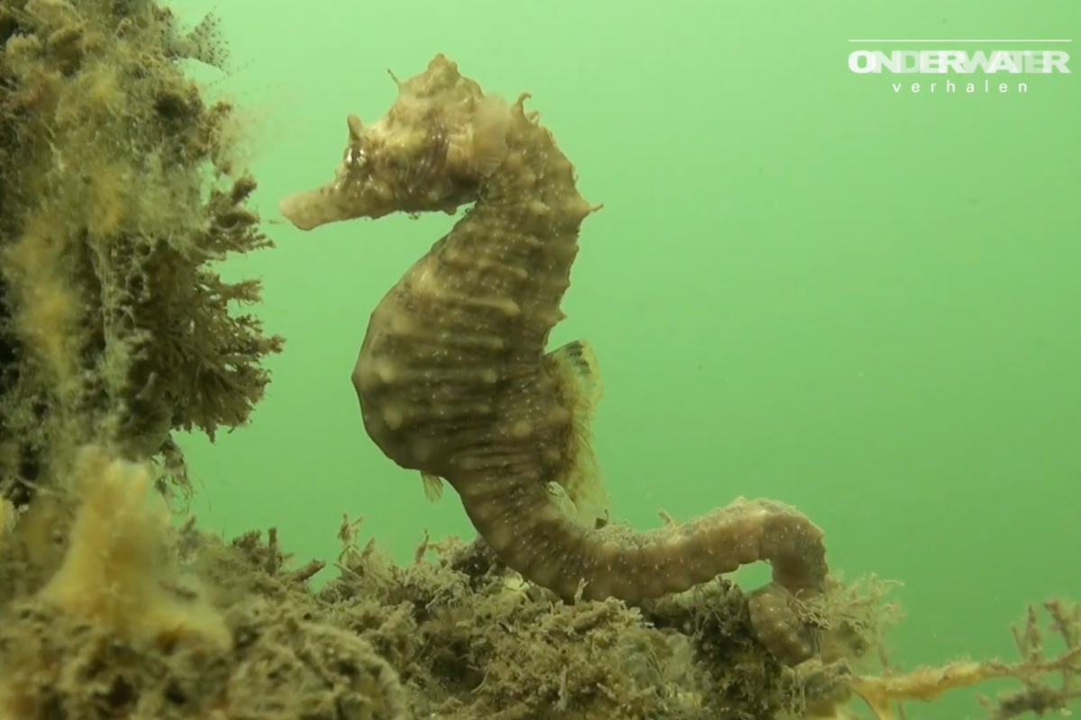 Zilt – Onderwaterleven in Zeeland
