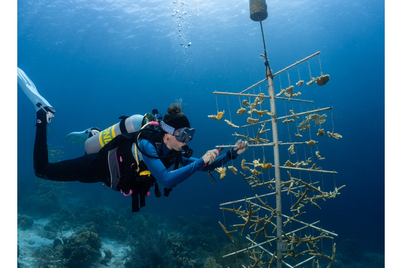 Beyond the Corals logo