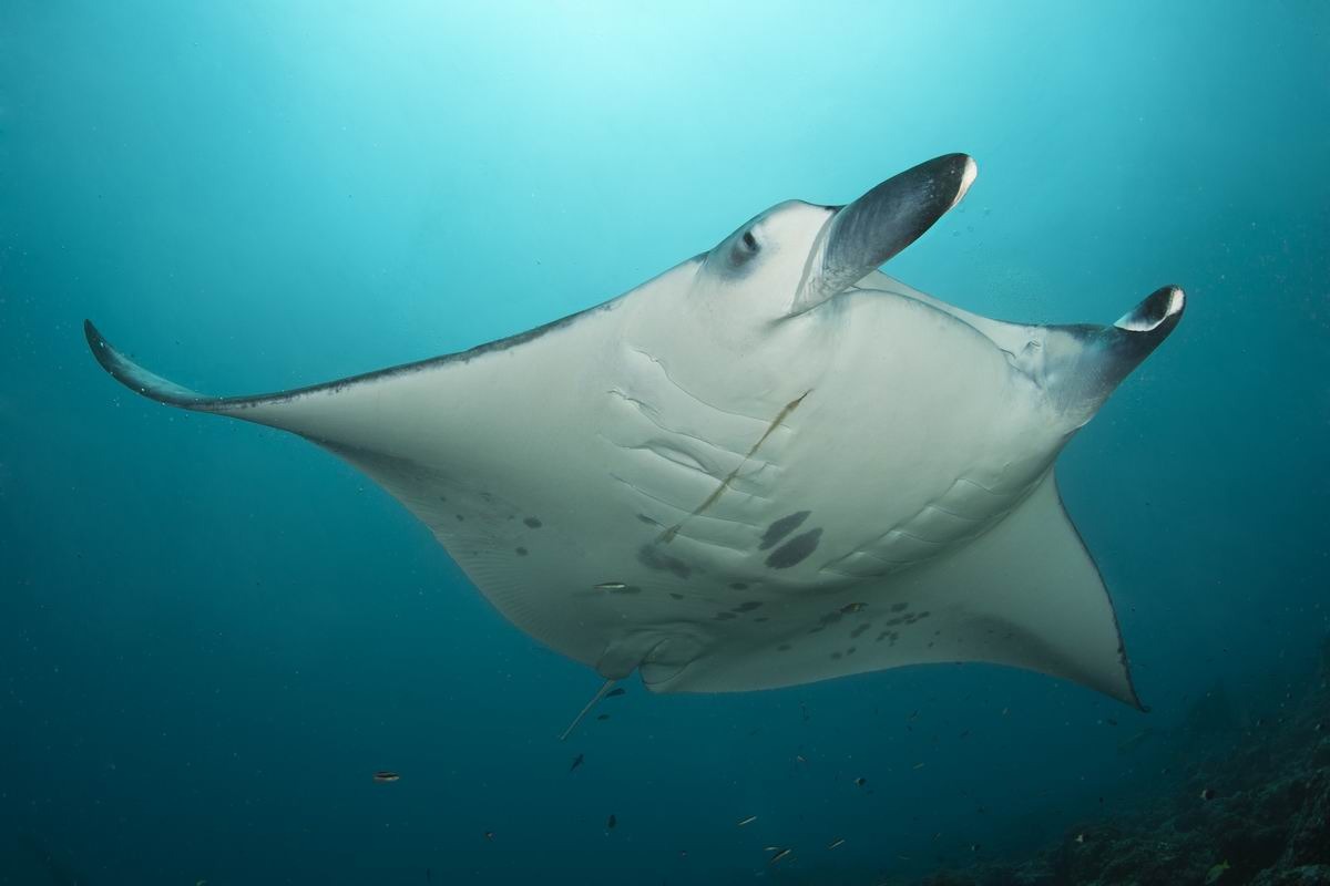 The True Maldives logo