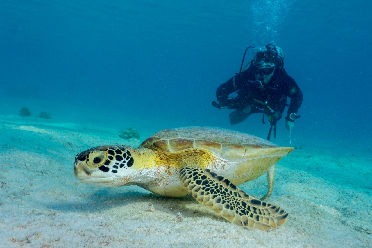 Boutique Bonaire logo