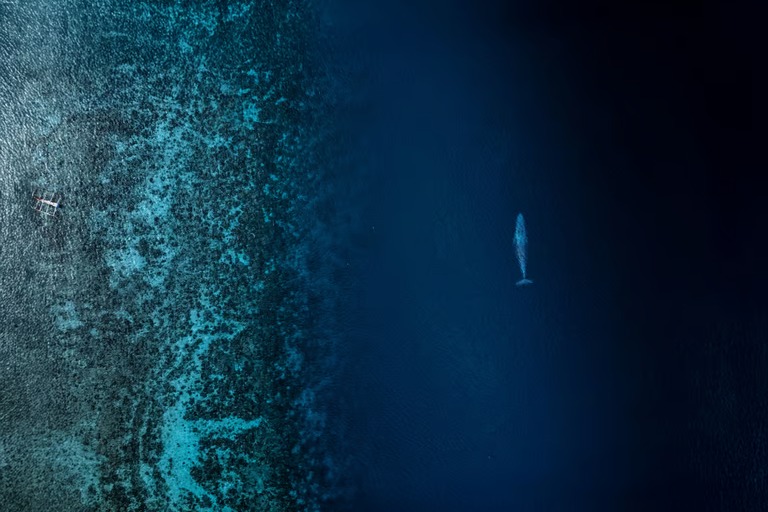 Moko Alor Dive Resort logo