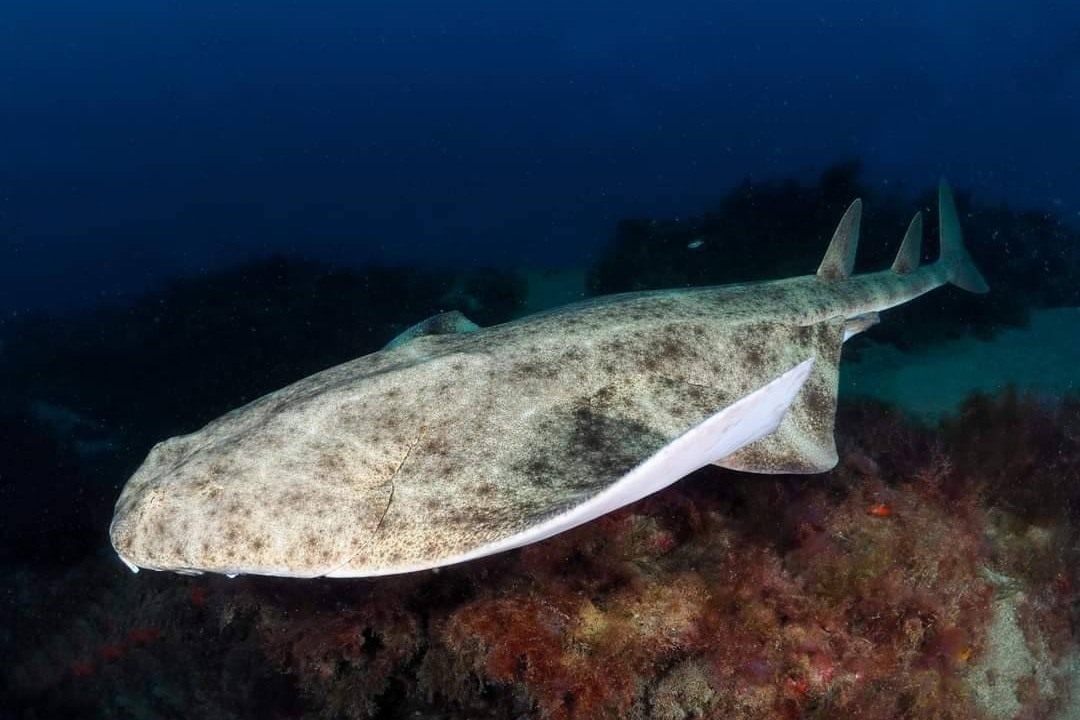 Euro-Divers Lanzarote logo