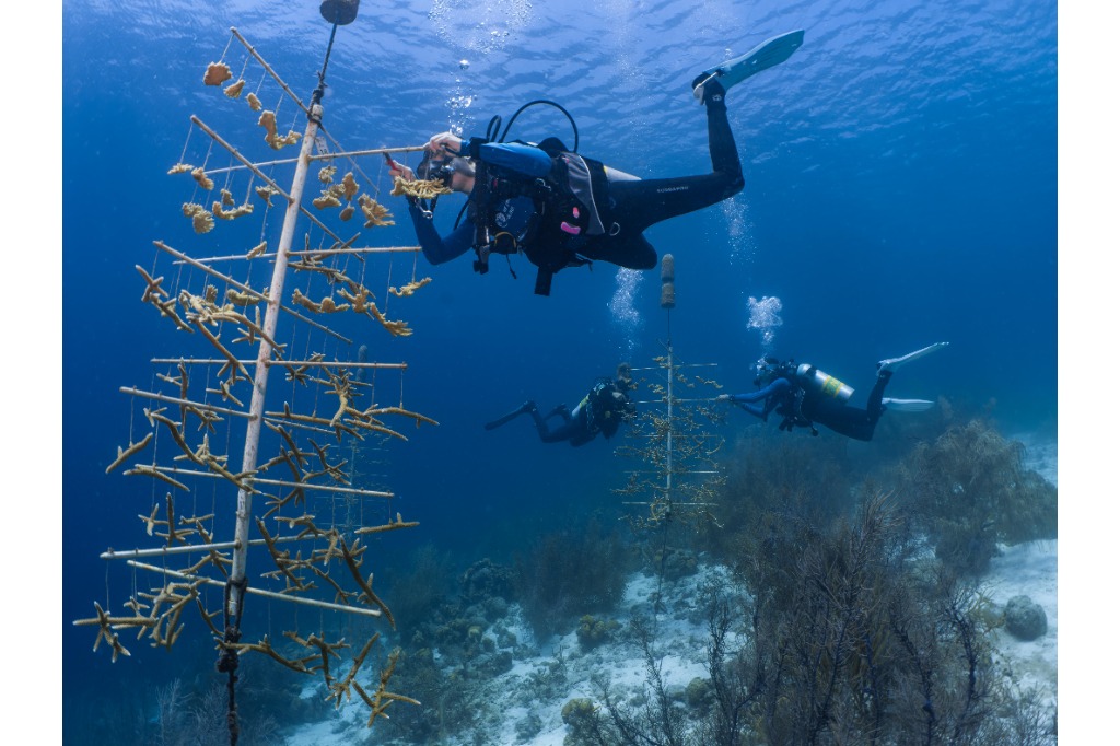 Herstel onder water: duik mee voor een levend rif
