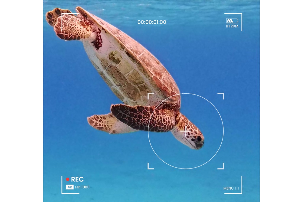 Van duik tot data: help de zeeschildpadden van Bonaire