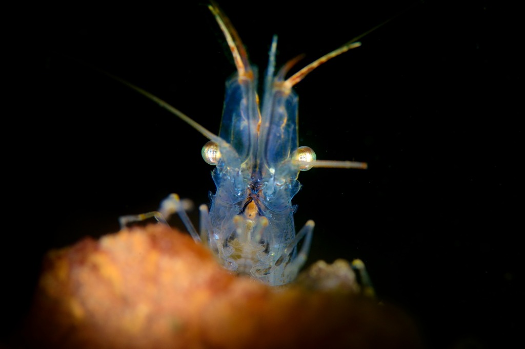 Flitsende workshop voor onderwaterfotografen
