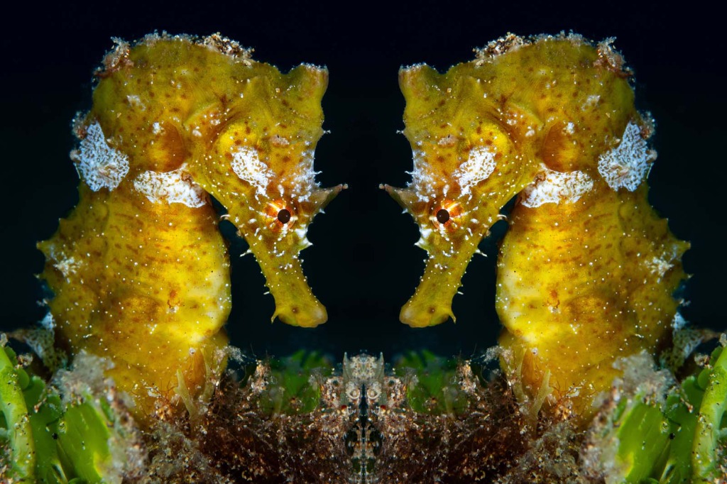 Stappen maken in je onderwaterfotografie