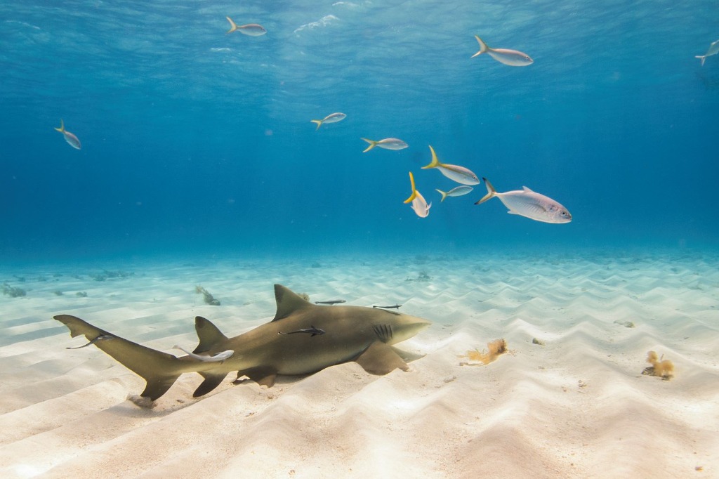 Haaien, ze zijn zo leuk! 