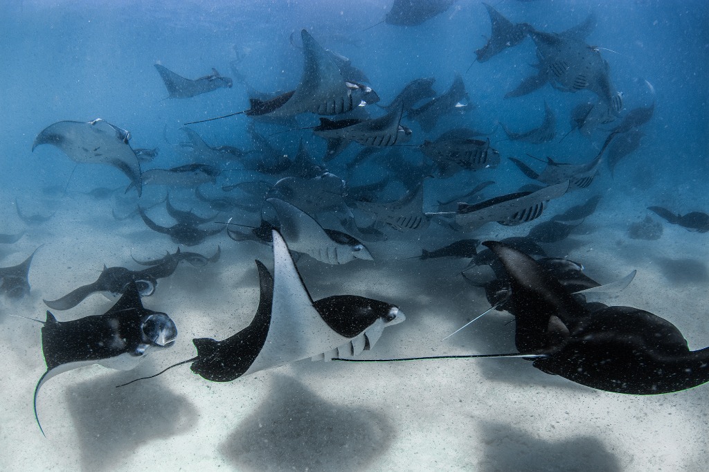 Unveiling the Mysteries: Manta Rays and Their Conservation