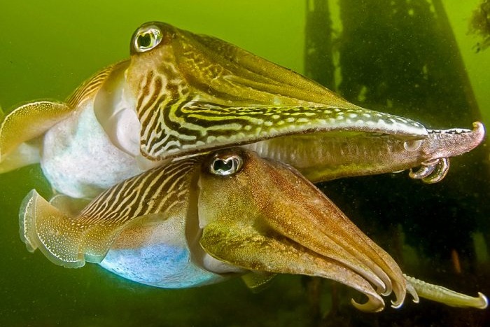 Maak het onderwaterleven boven water zichtbaar!