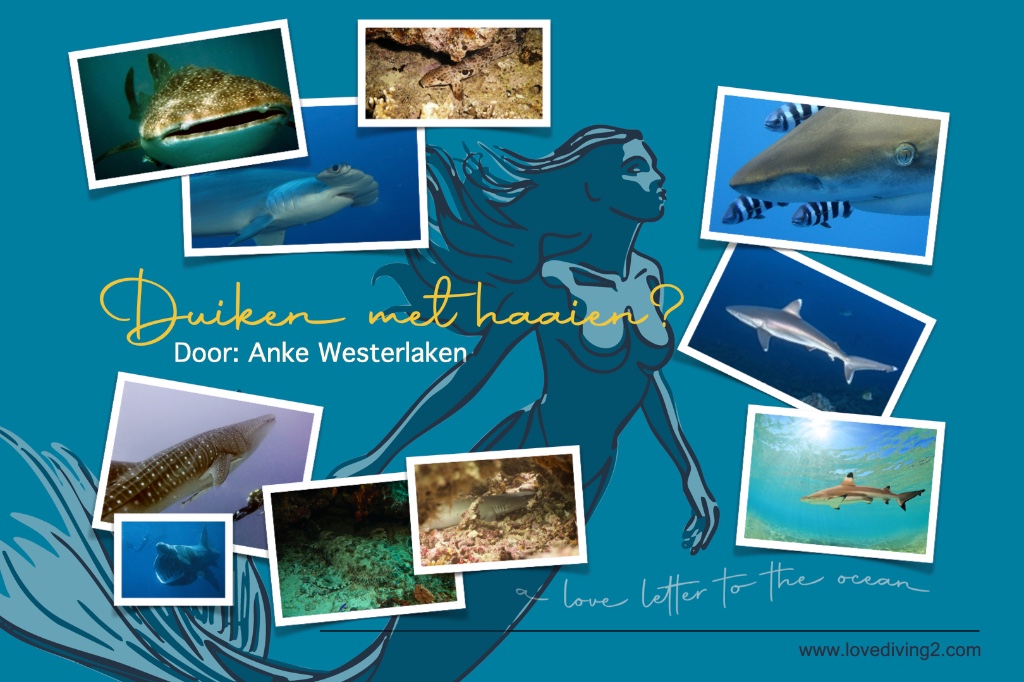 Duiken met haaien?