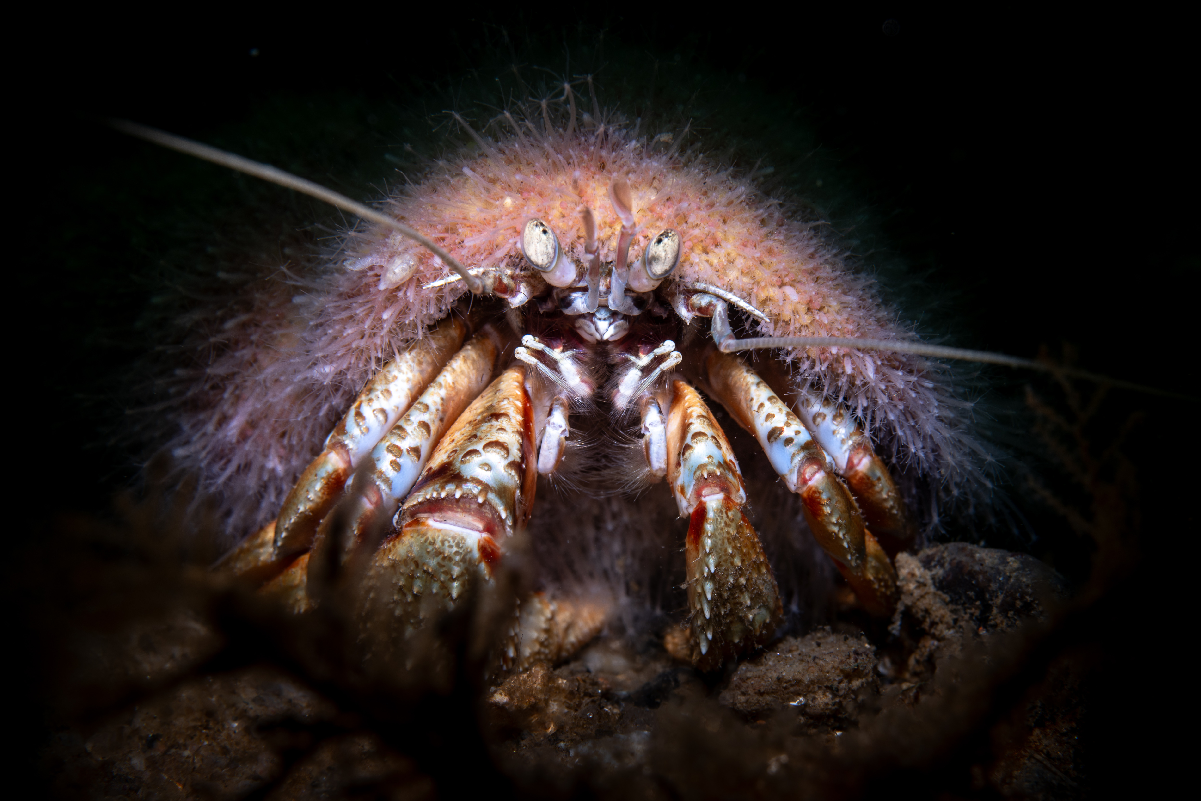 Onderwaterfoto van Jantina Scheltema met een duiker als model