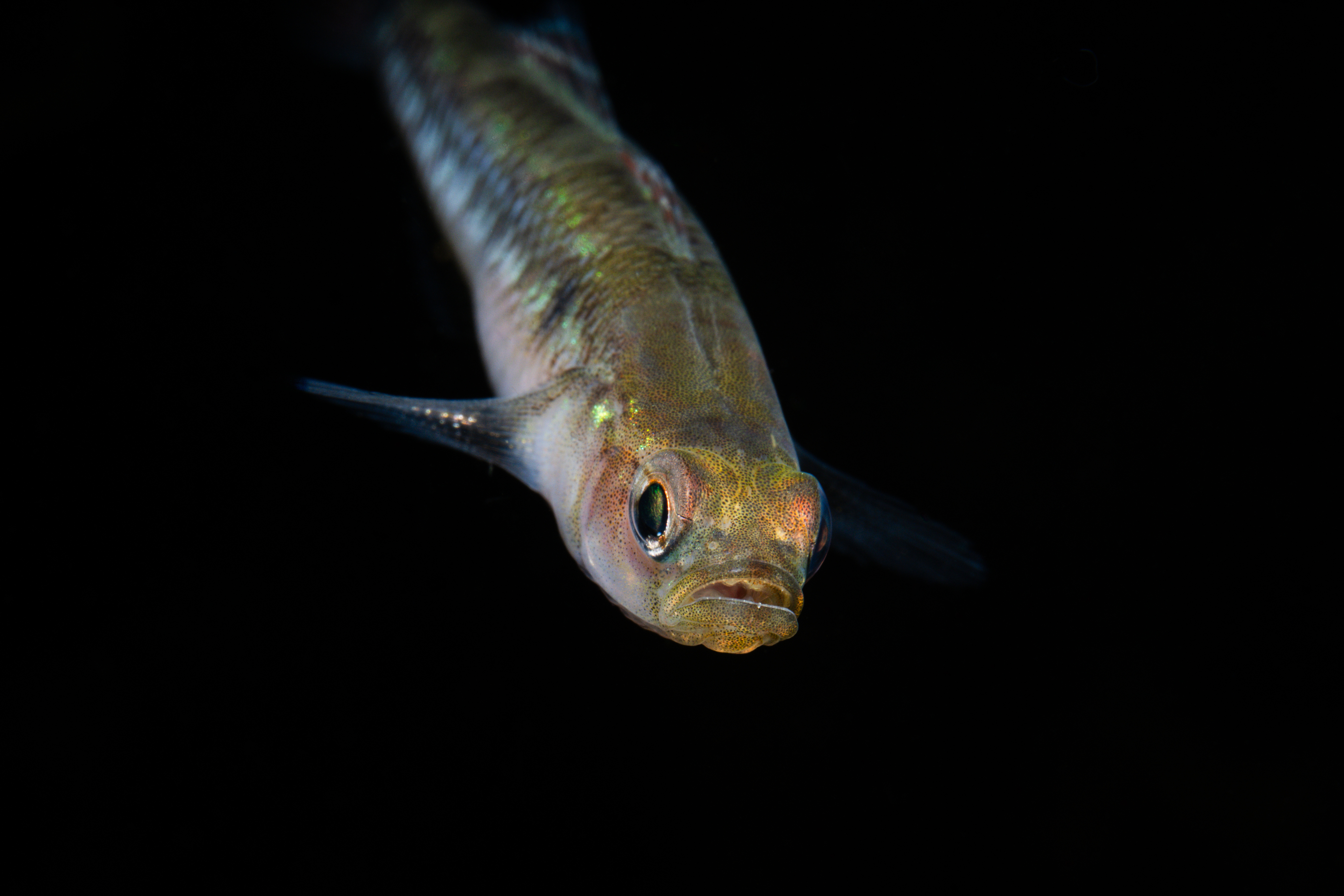 Onderwaterfoto uit de rubriek 'Behind the shot'