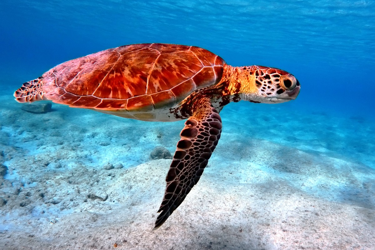 VIP Diving Bonaire – Professioneel duiken met persoonlijke service en topfaciliteiten