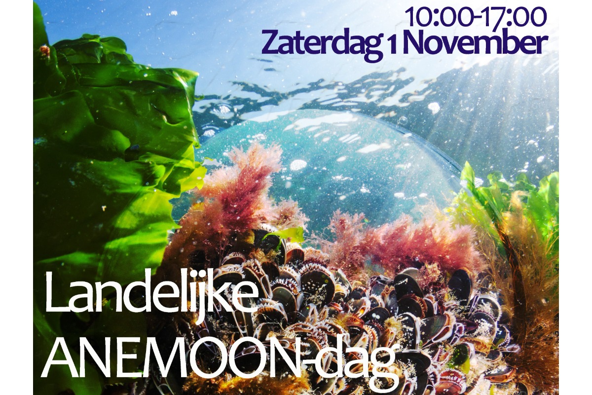 Landelijke ANEMOON-dag 2025 – Ontdekken, leren en ontmoeten rond de Nederlandse zeenatuur