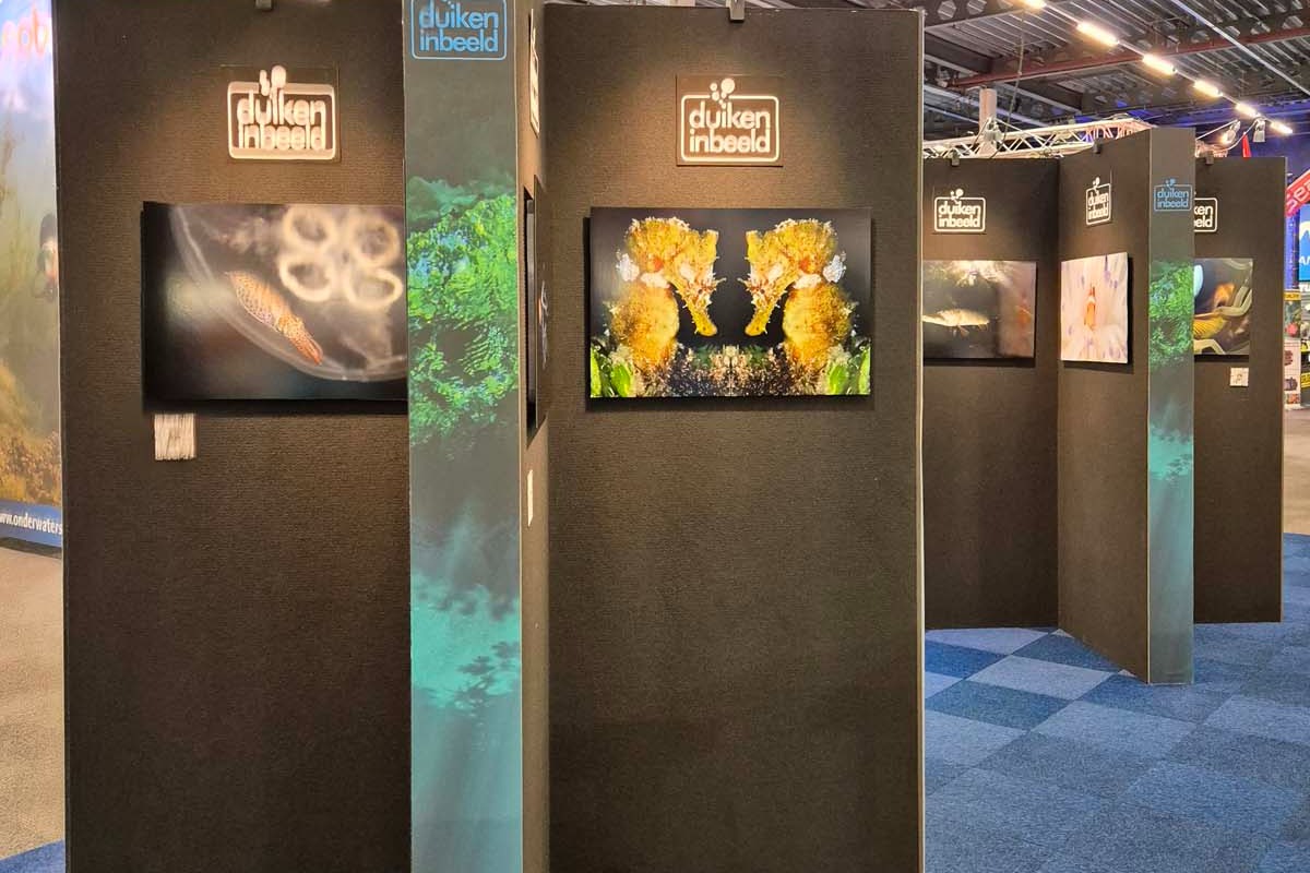 Jouw duikfoto in de expo van DuikeninBeeld op Duikvaker!