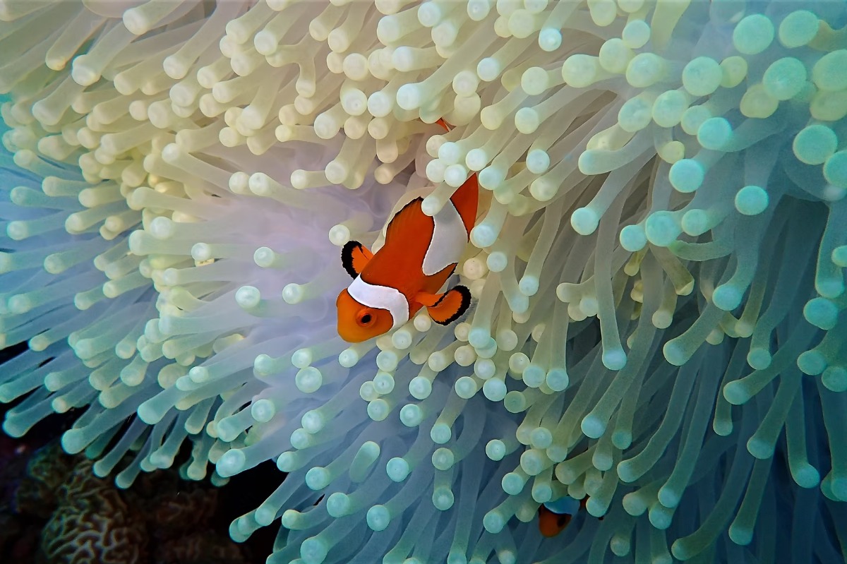 Nieuwe exposant op Duikvaker 2026: Lutwala Dive Resort – duiken op Gili Trawangan, Indonesië