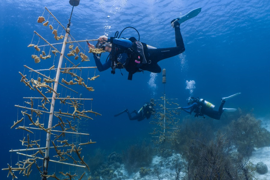 Presentatie: Herstel onder water - duik mee voor een levend rif