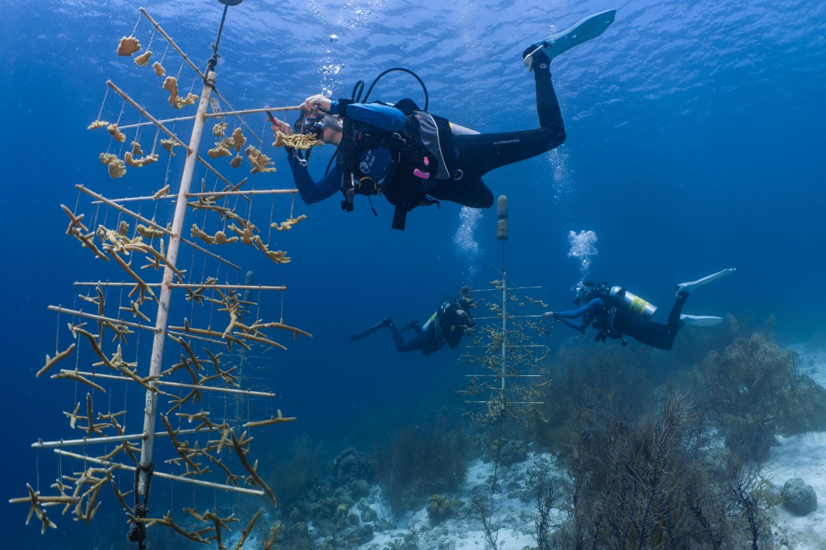 🪸 Herstel het rif en duik in de koraalkwekerij bij Beyond the Corals 💚