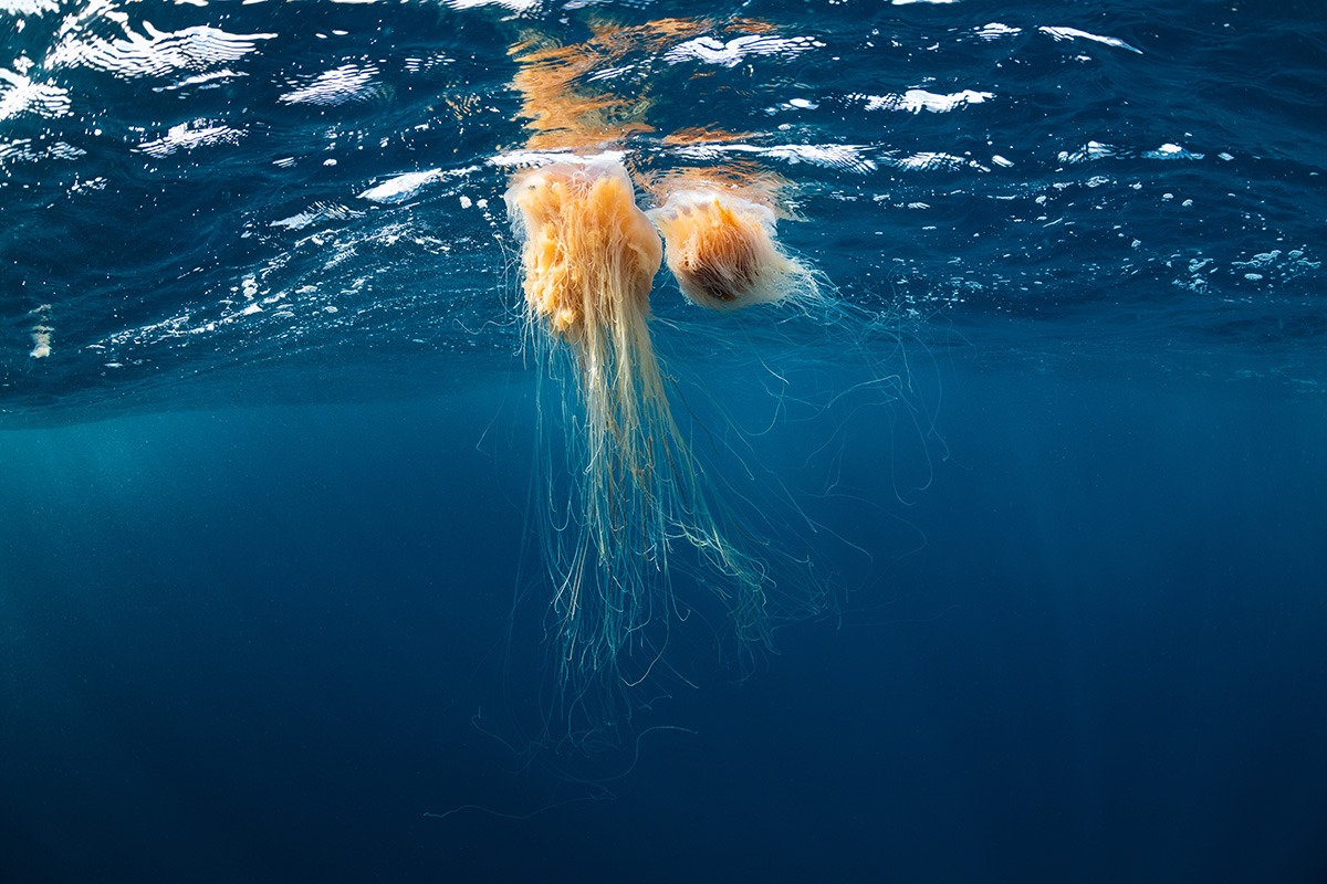 De Wilde Noordzee, natuur die zich niet laat temmen