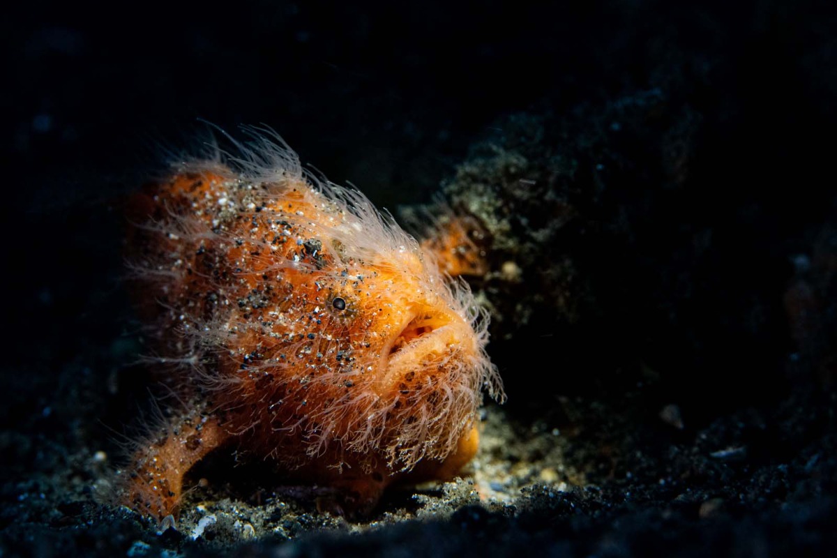 Wim Bellemans wint DuikeninBeeld Publieksprijs 2025