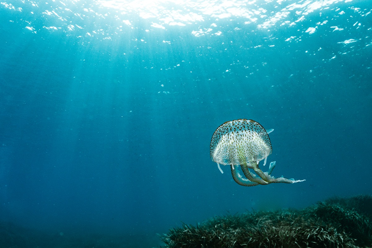 Uitdaging: compositie onder water