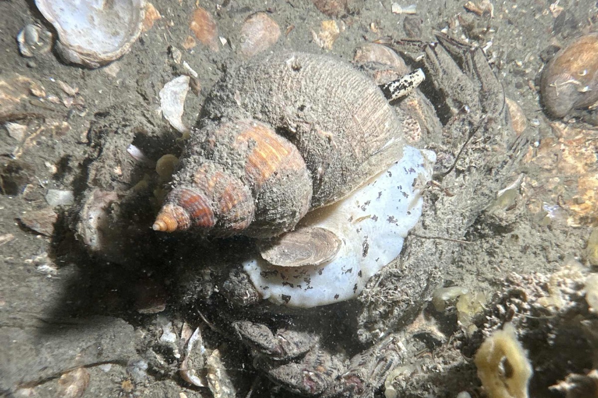 Duiken in Nederland? Ja graag zoet en zout!