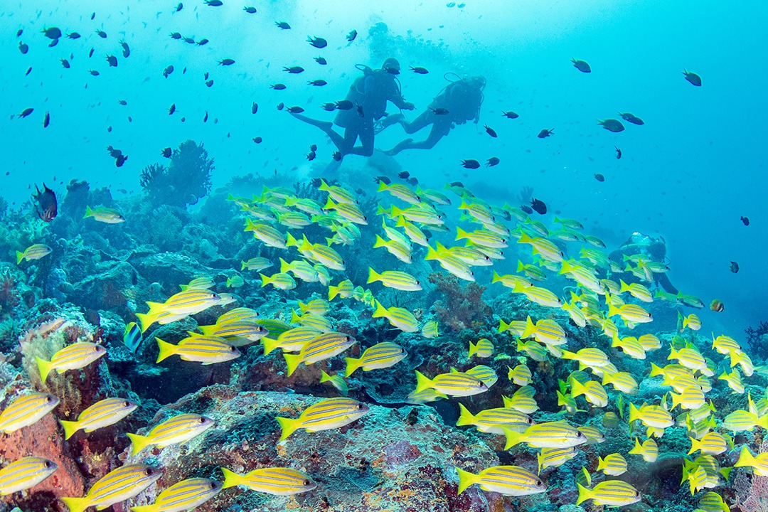 Vermijd Massatoerisme: Noord Sulawesi is The Place To Be!