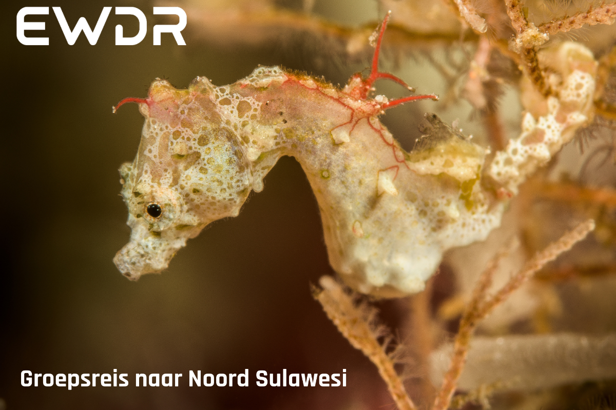 Groepsreis naar Noord-Sulawesi: Bunaken en Lembeh