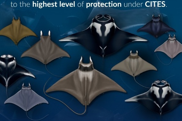 Historic Global Protection for Mobulid Rays: CITES Uplisting to Appendix I
