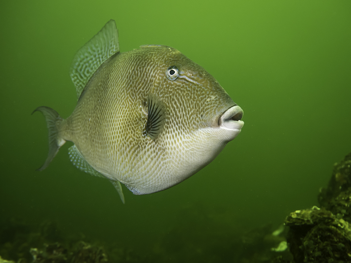 Meer zien en ervaren in Zeeland onder water?