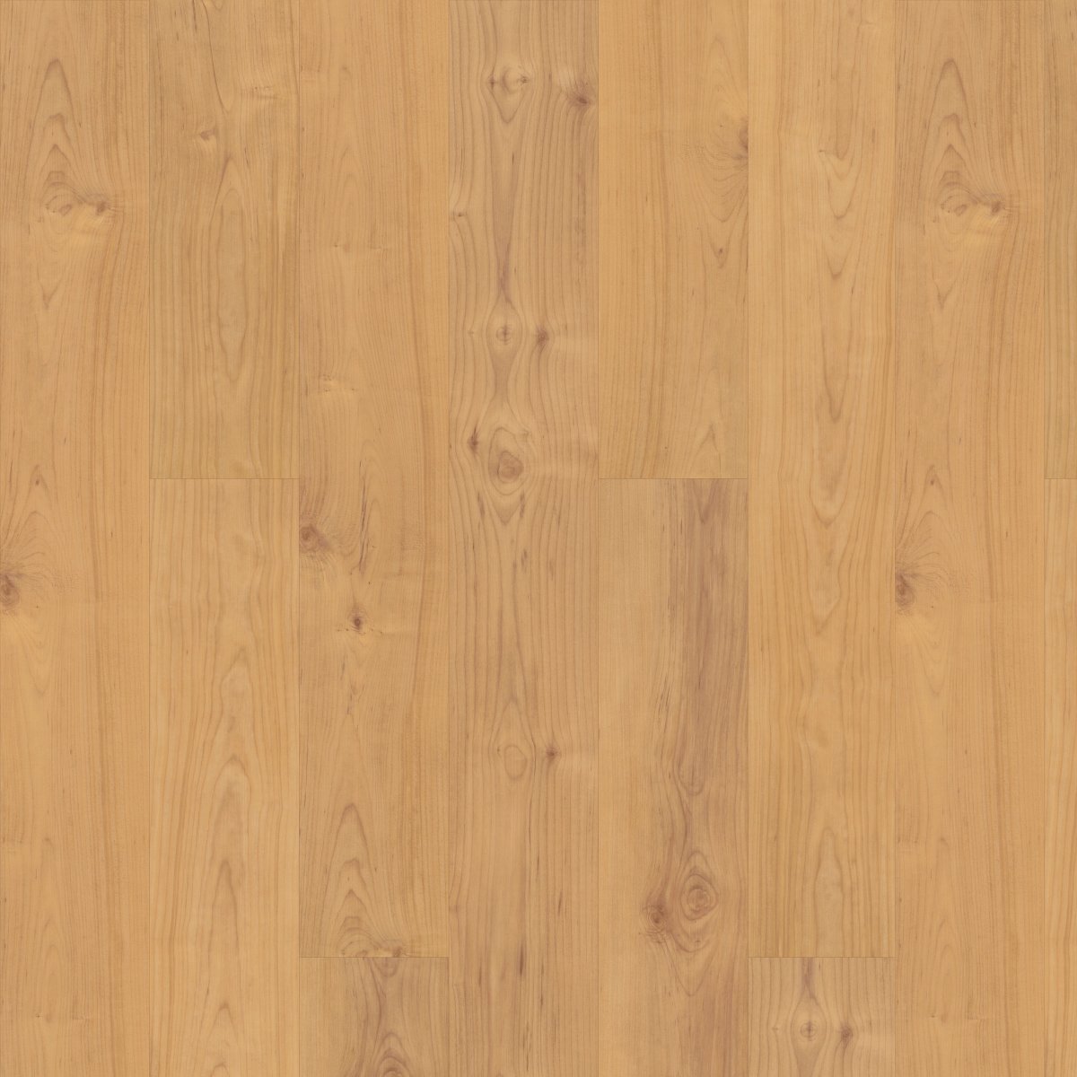 Norwegian Maple