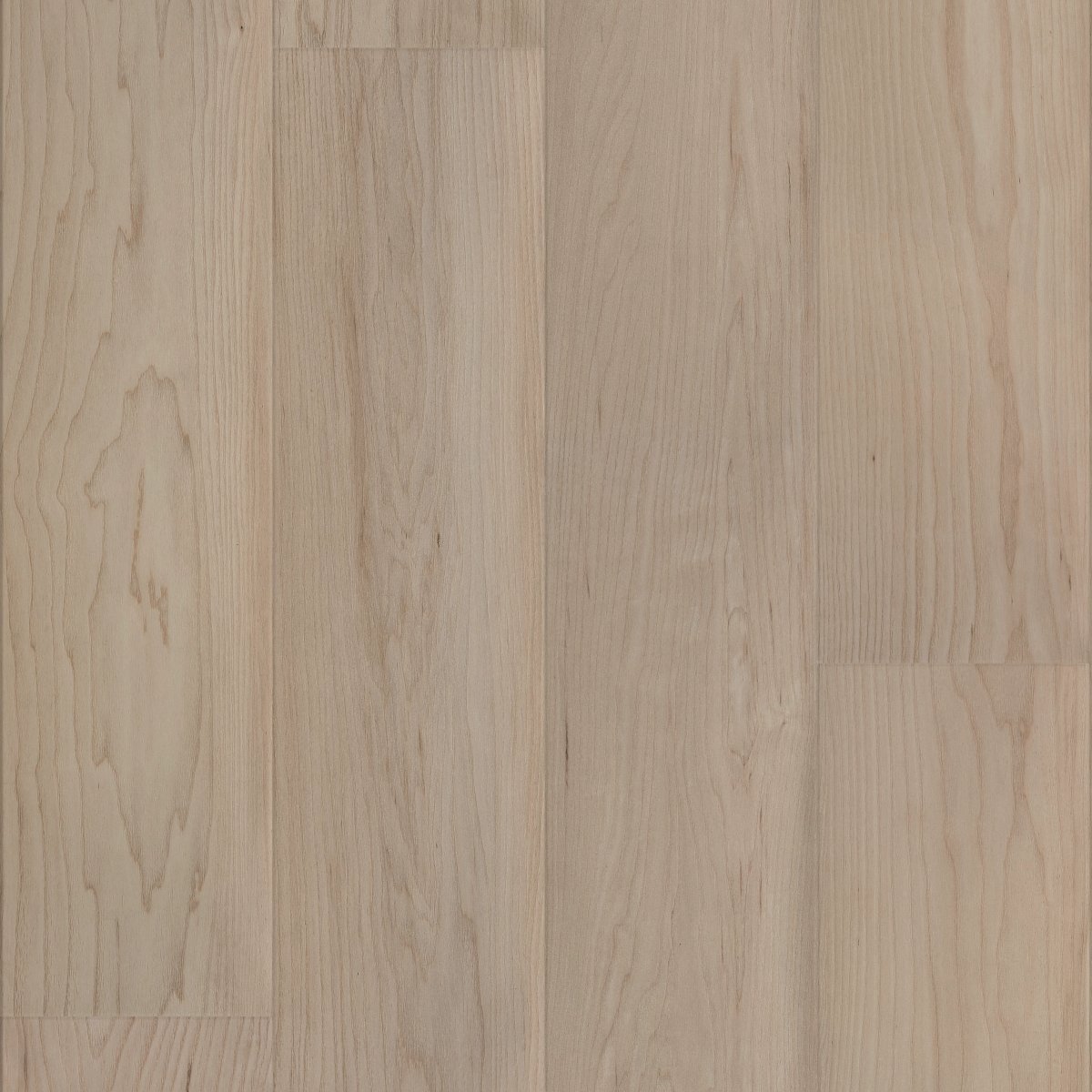 Coastal Dune Maple