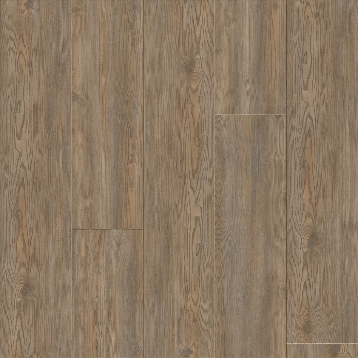 Treasure Pine