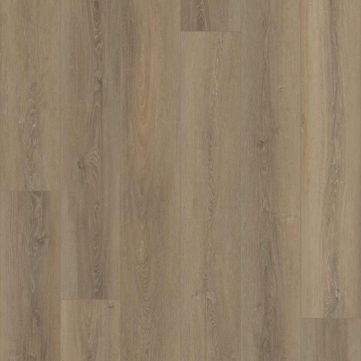 Grande Ellidy Oak