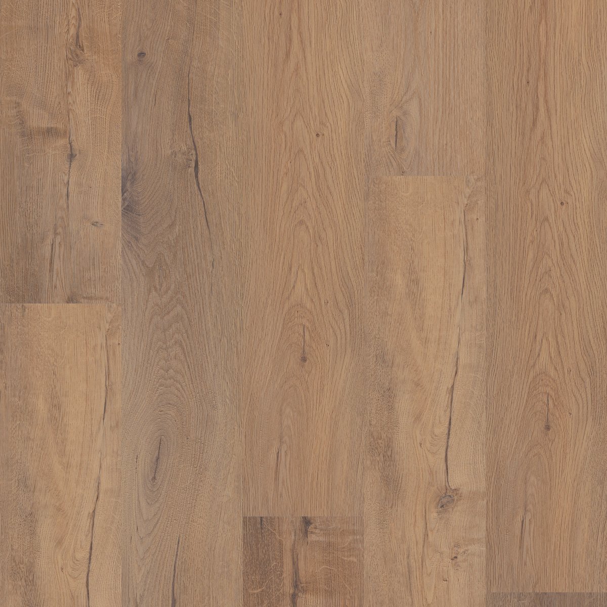 Sand Dollar Oak