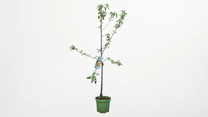 Apfelbaum