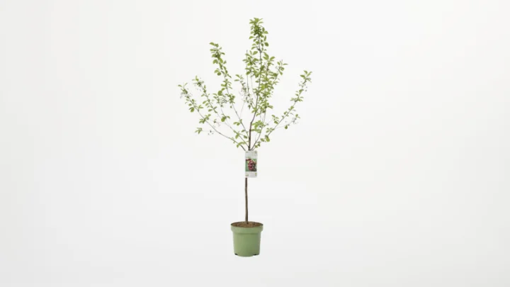 Kirschbaum