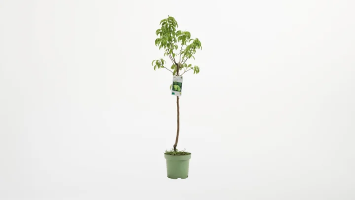 Birnenbaum