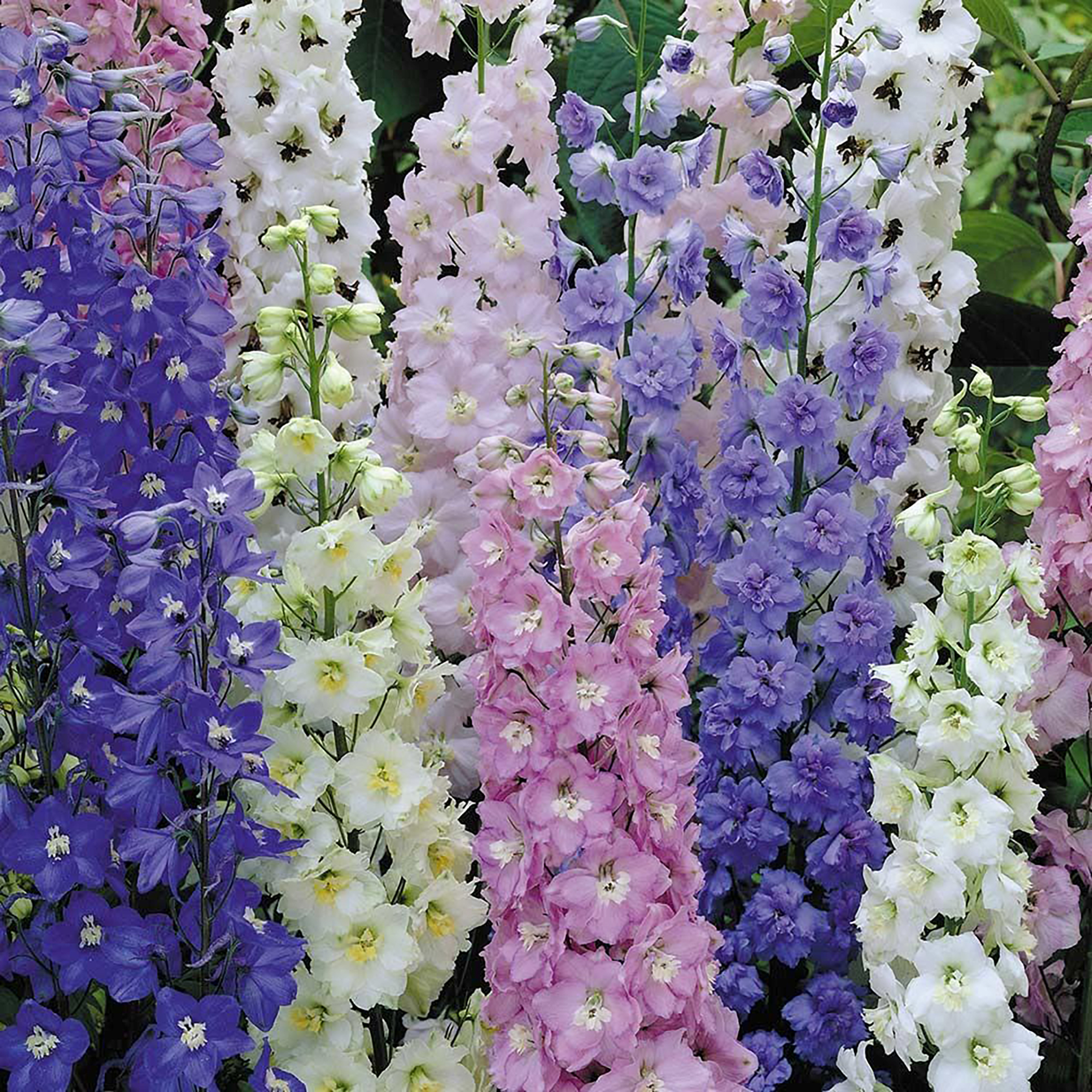 Delphinium