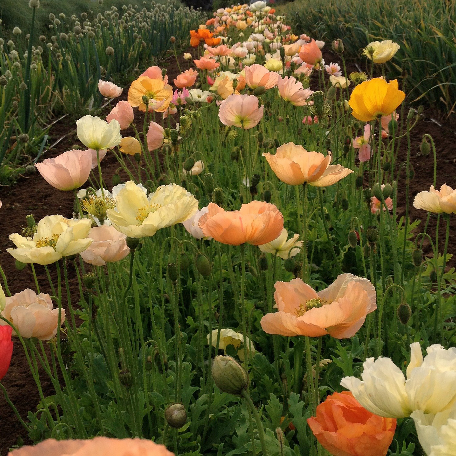 Poppy