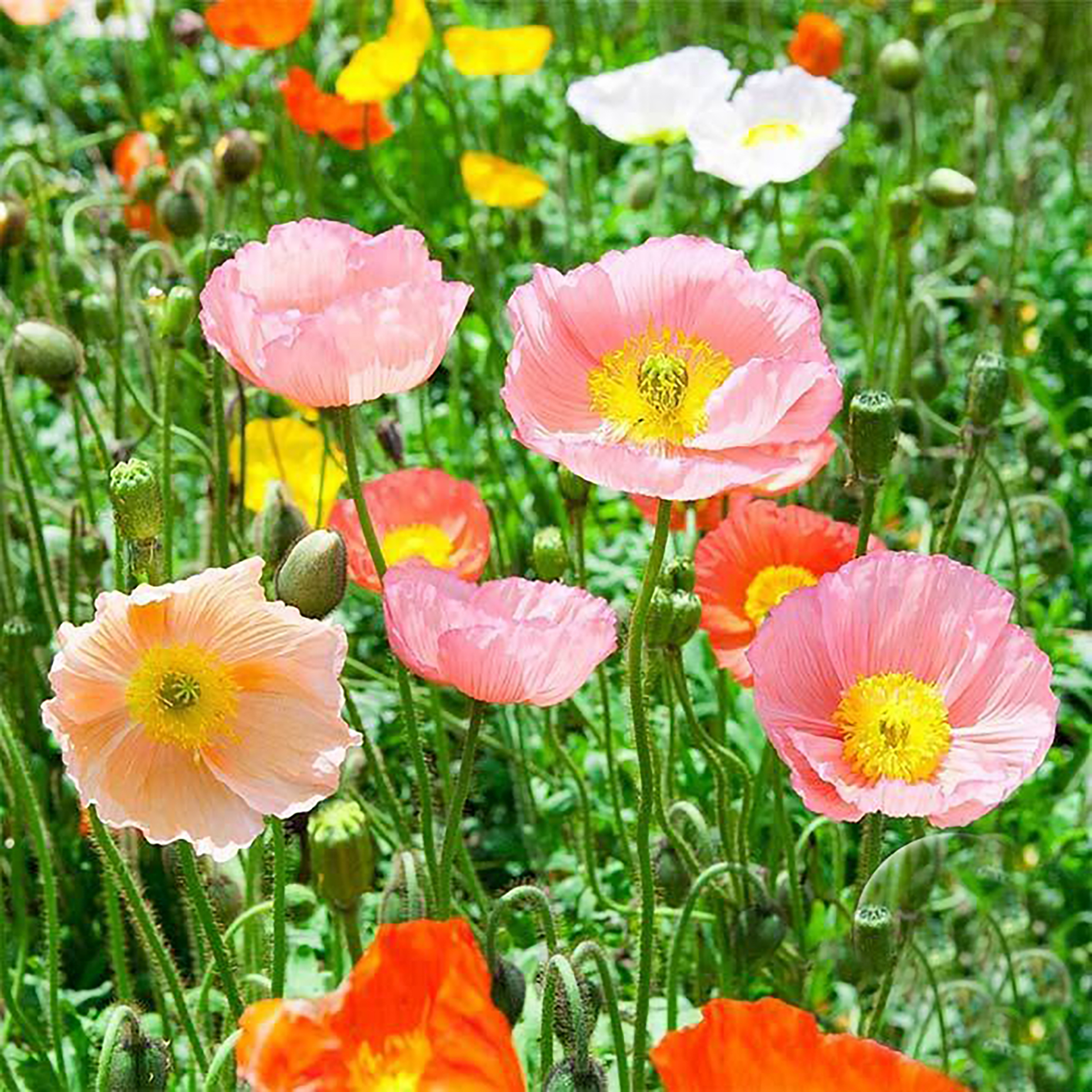 Poppy