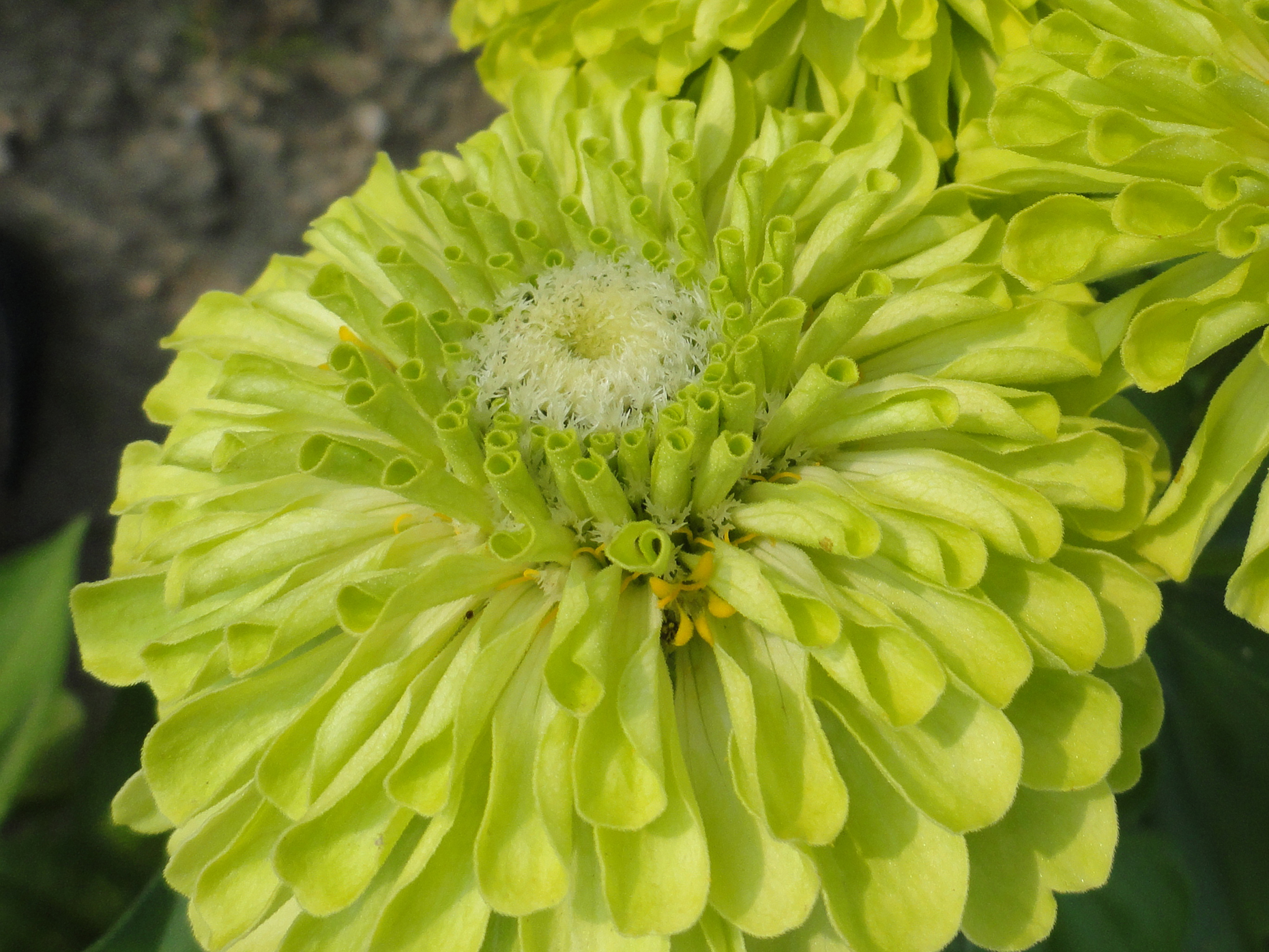 Zinnia