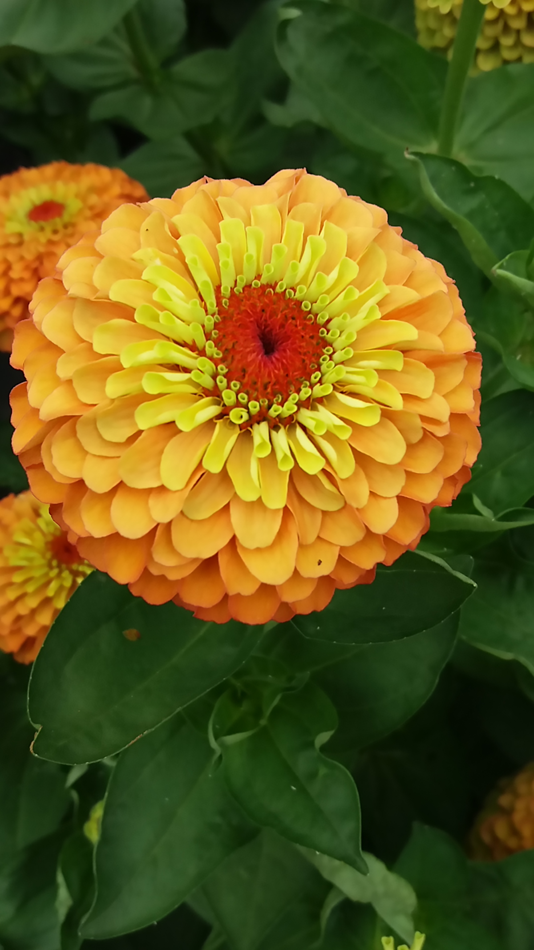 Zinnia