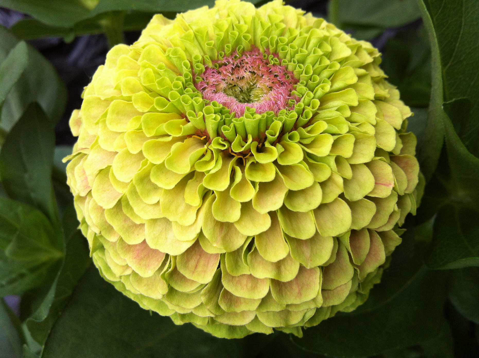 Zinnia