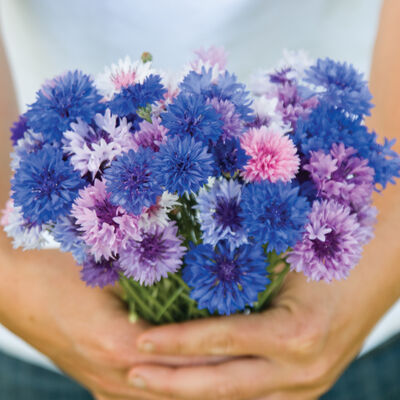 Centaurea 
