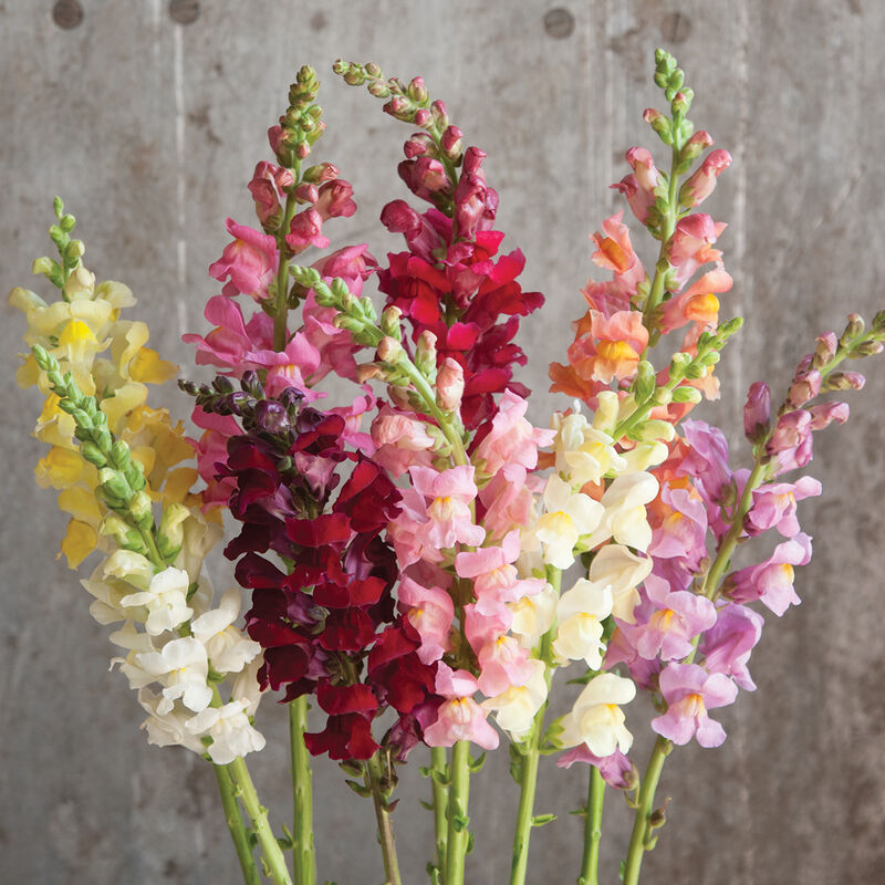 Snapdragon